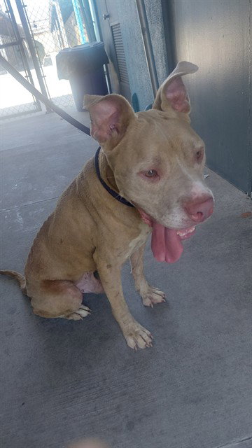 picture of the dog needing adoption