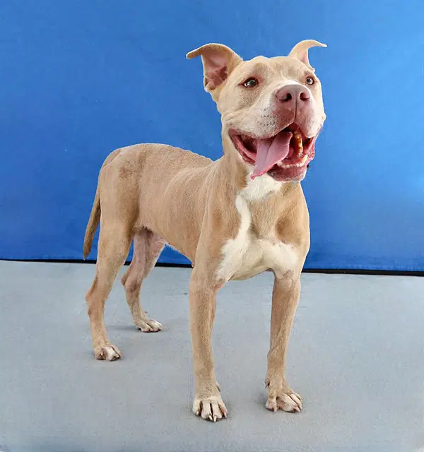 Unknown - Pit Bull Terrier
