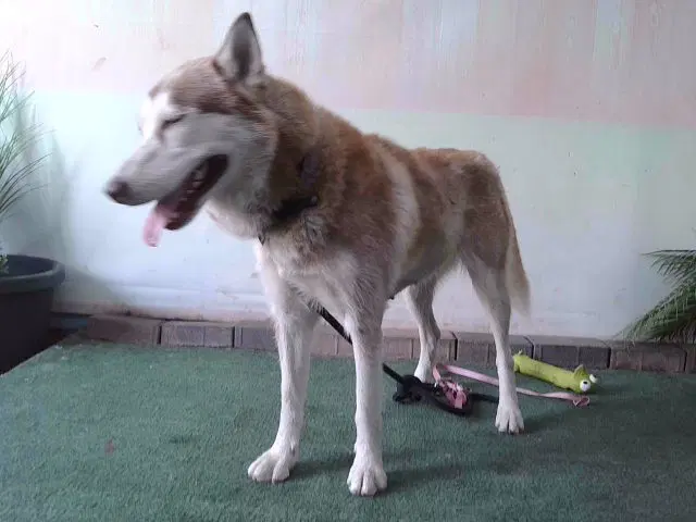 Cookie - Siberian Husky