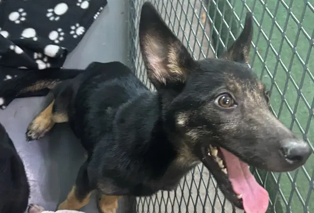 Abba - German Shepherd Dog