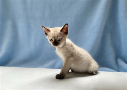 A5792567 - Domestic Short Hair available for adoption