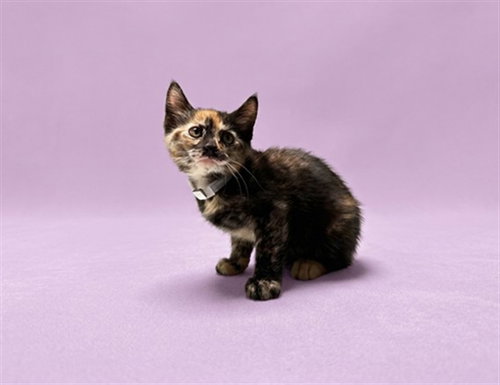 A5792568 - Domestic Short Hair available for adoption