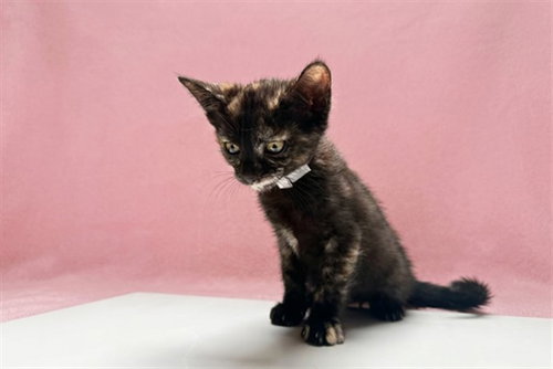 A5792569 - Domestic Short Hair available for adoption