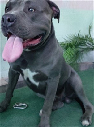 PRESSURE, a dog for adoption from Los Angeles County Animal Control - Baldwin Park