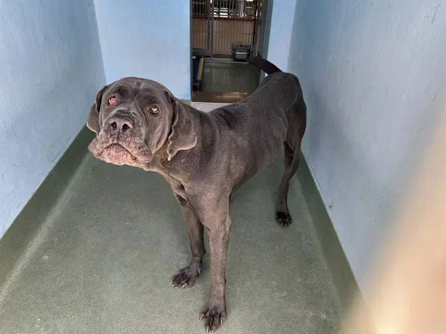 Everest - Cane Corso Mastiff