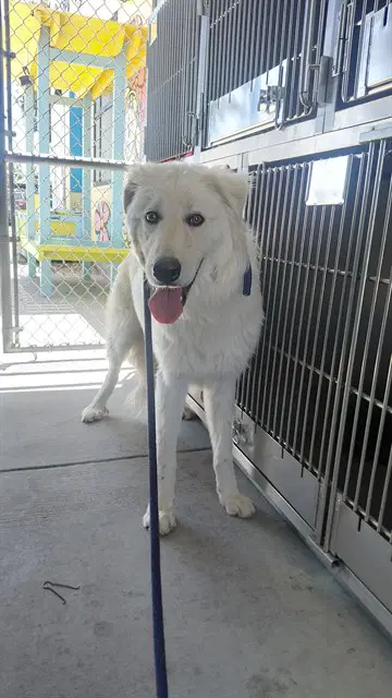 Marvin - Great Pyrenees