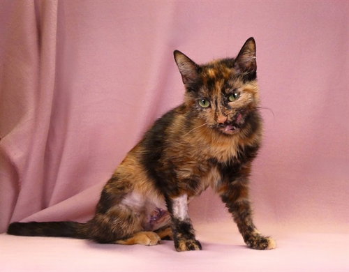 picture of the cat needing adoption