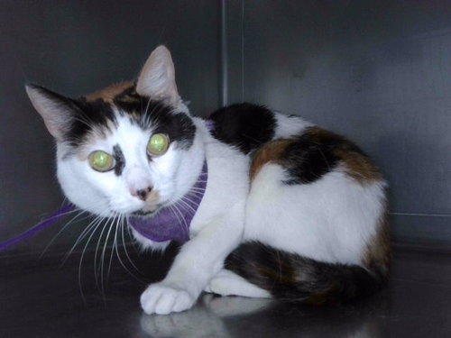 HONEY, a cat for adoption from Los Angeles County Animal Control - Baldwin Park
