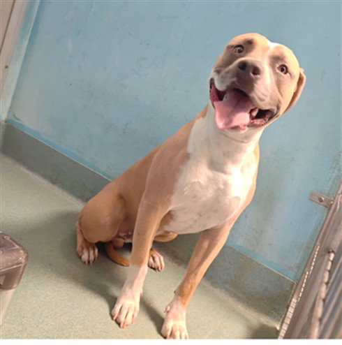 picture of the dog needing adoption