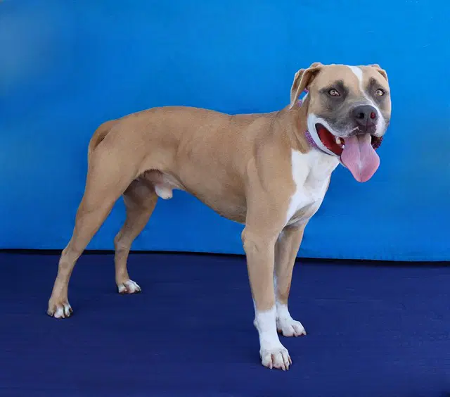 Chico - Pit Bull Terrier