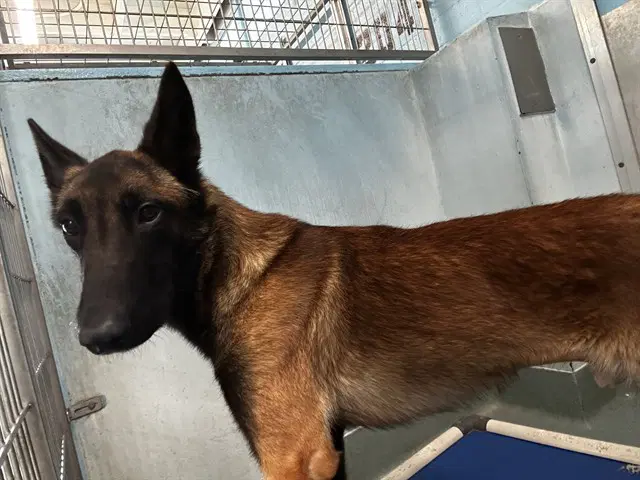 Digby - Belgian Shepherd Malinois