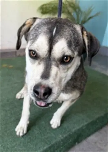 Peep - Siberian Husky