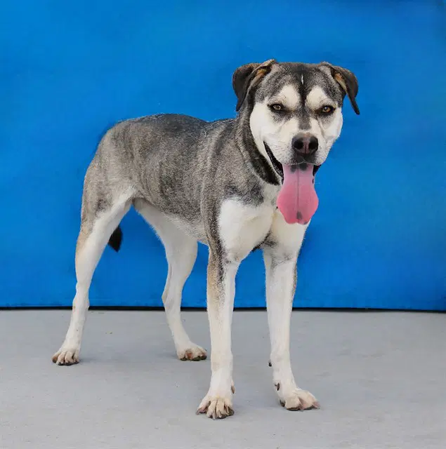 Peep - Siberian Husky