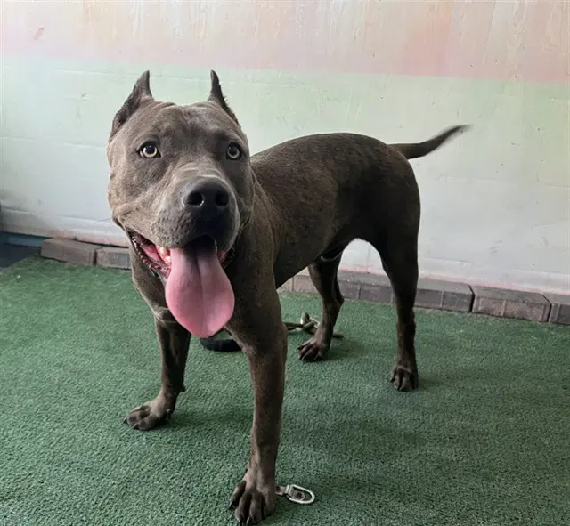 Thunder - Pit Bull Terrier
