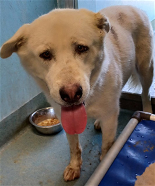Photo of VINNY, an adoptable pet