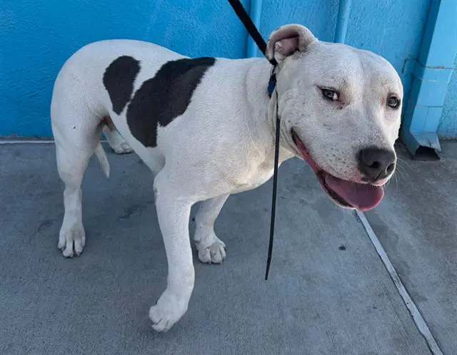 Priscilla - Pit Bull Terrier