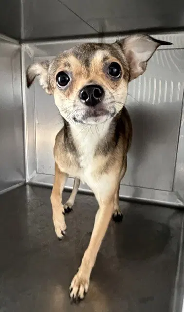 Minni - Chihuahua