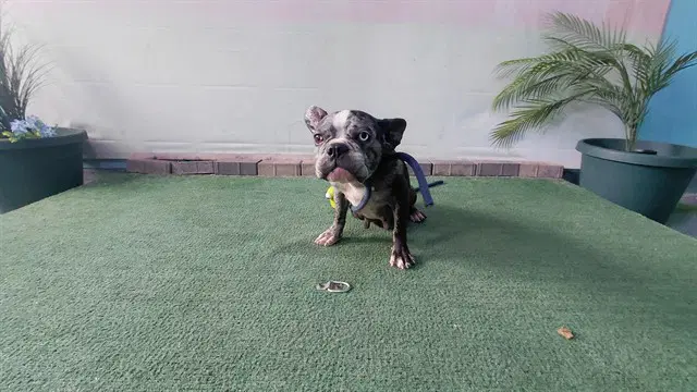 Roxy - French Bulldog