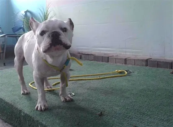 Jax - French Bulldog
