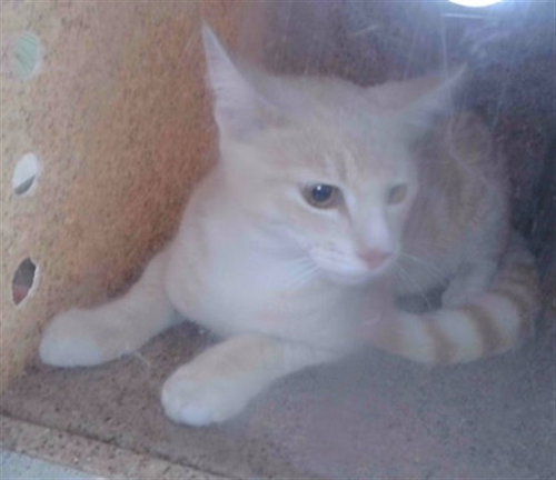 picture of the cat needing adoption