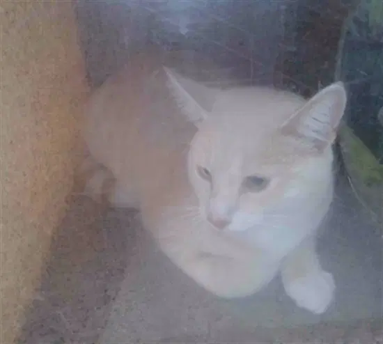 Agosto - Domestic Short Hair