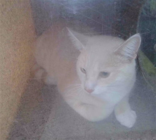 picture of the cat needing adoption