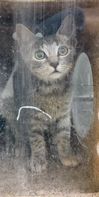 Marcos - Domestic Short Hair