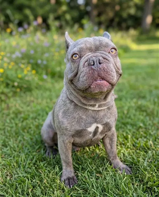 Stitch - French Bulldog