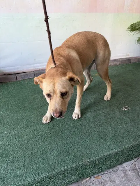 Bo - Labrador Retriever