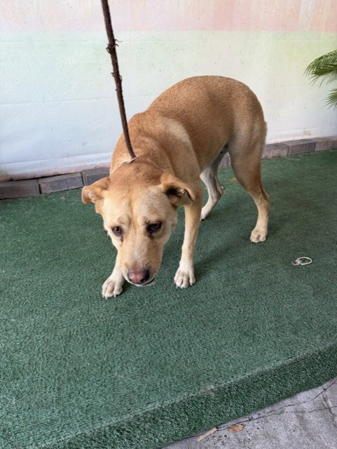 picture of the dog needing adoption