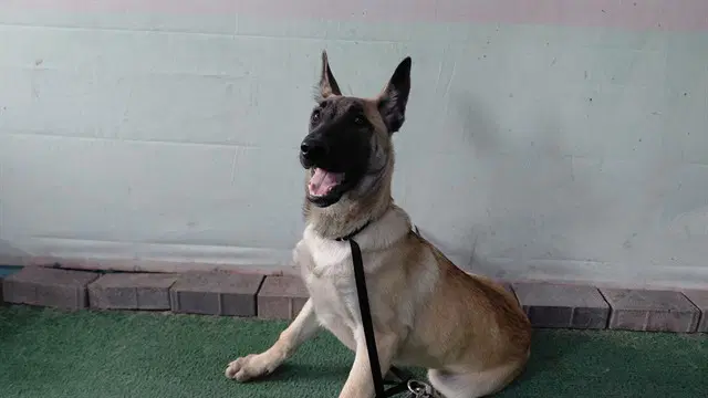 Canela - German Shepherd Dog