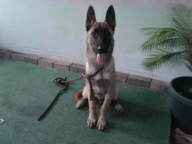 Osito - German Shepherd Dog