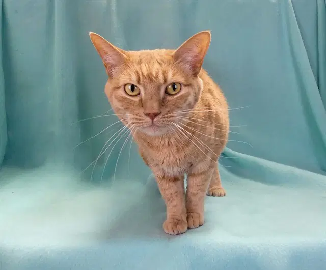 Nola - Domestic Short Hair