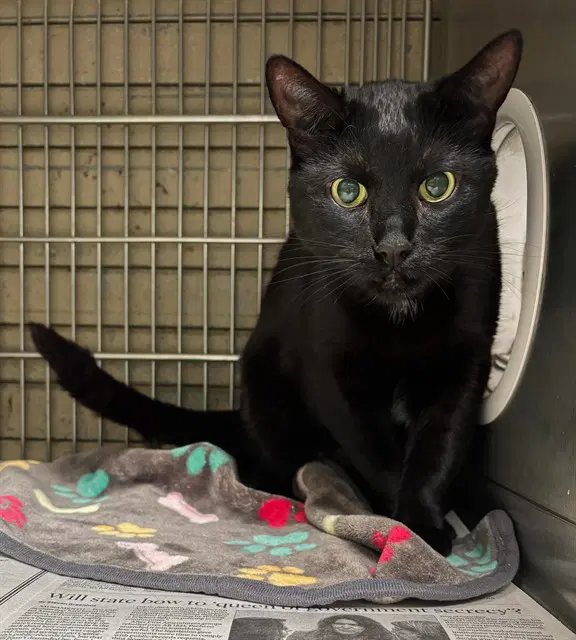 Luna - Domestic Short Hair