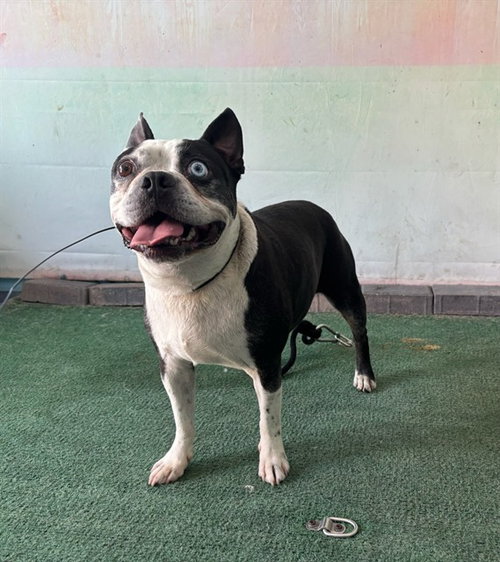 picture of the dog needing adoption
