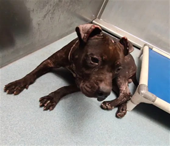 Apalo - Pit Bull Terrier
