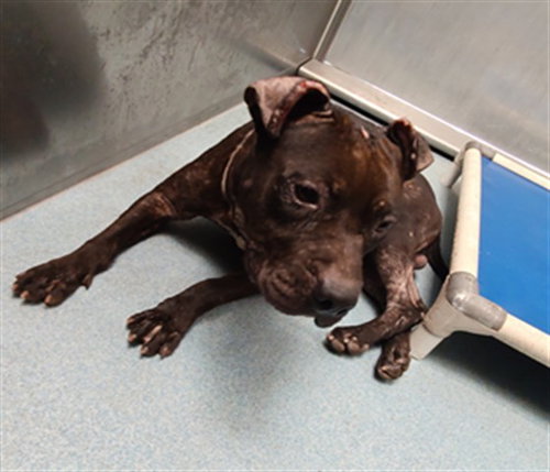 picture of the dog needing adoption