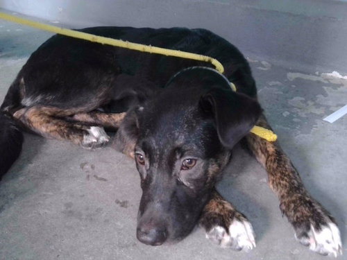 picture of the dog needing adoption