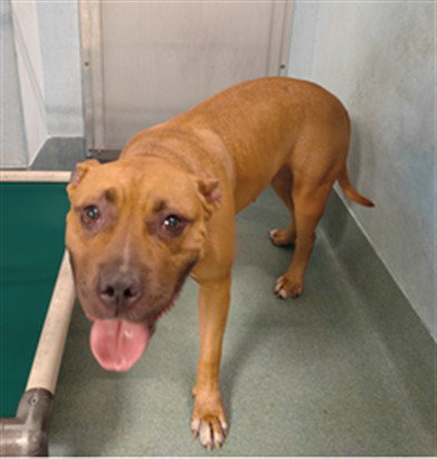 picture of the dog needing adoption