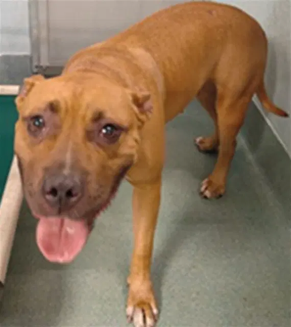Roma - Pit Bull Terrier