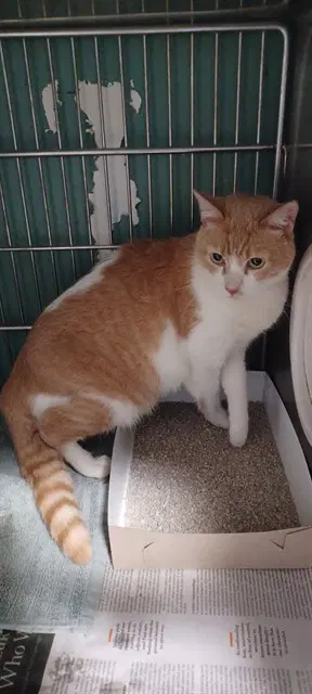 Oso - Domestic Short Hair