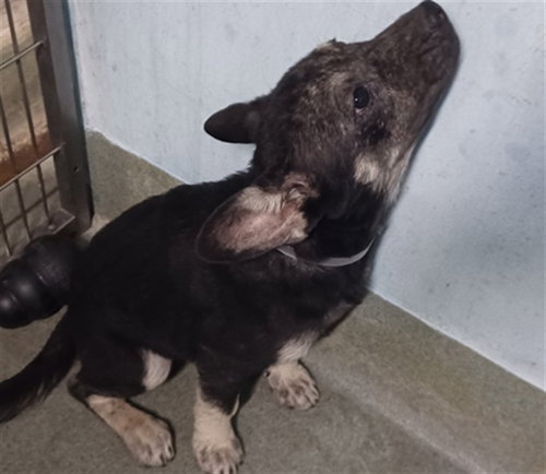 picture of the dog needing adoption