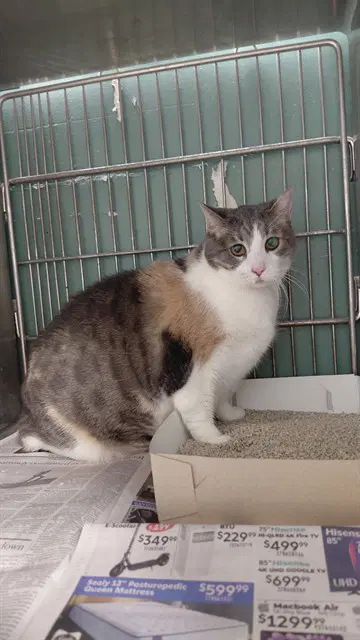 Luna - Domestic Short Hair