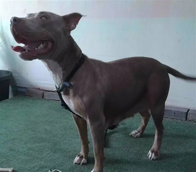 Lola - Pit Bull Terrier