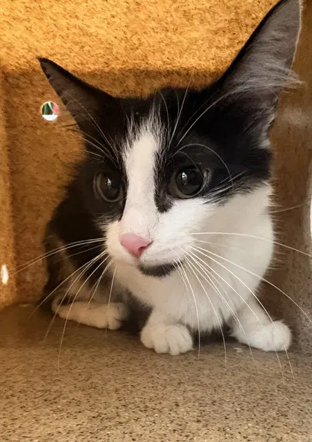 Scarlett - Domestic Medium Hair