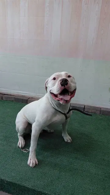 Chapo - Pit Bull Terrier