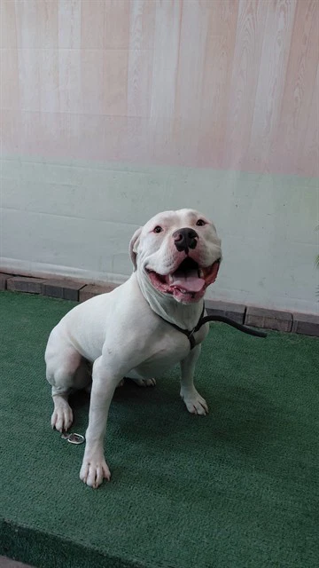 Chapo