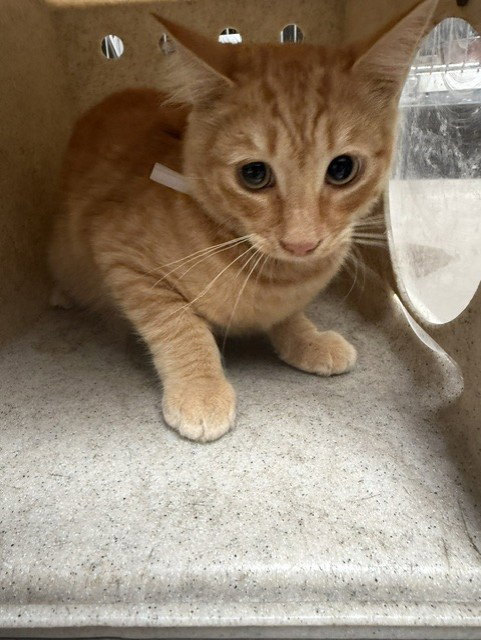 picture of the cat needing adoption