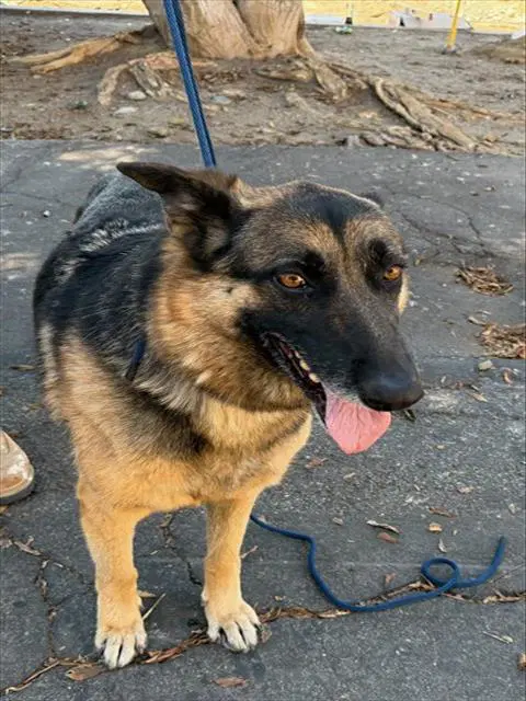 Kera - German Shepherd Dog