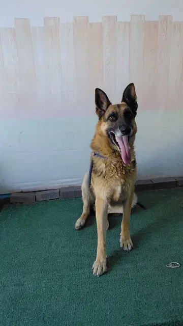 Zarko - German Shepherd Dog